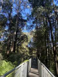 第一次樹頂漫步—Otway treetop walk