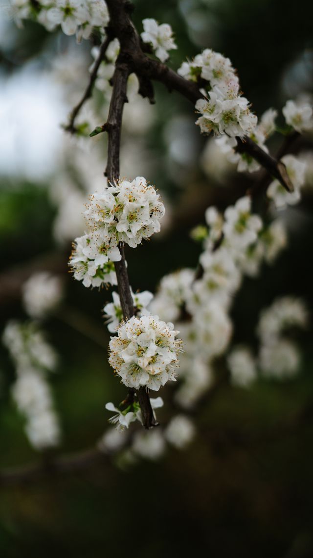 探秘：芷江也有春日賞花的人間仙境！