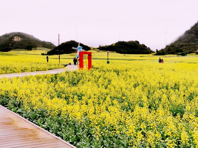 滇東桂自由行（2）/油菜花田的天花板金雞峰叢