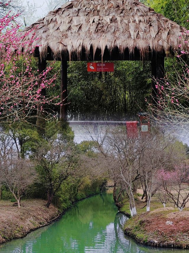 杭州賞梅界天花板！最浪漫的梅花在西溪濕地