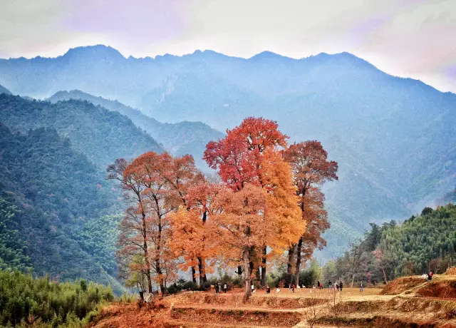 Global Autumn Chasing｜Meet the beautiful autumn scenery in Zhinan Village, Hangzhou