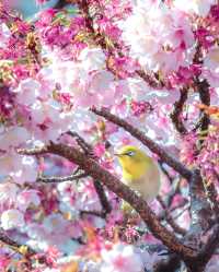 河津桜と熱海桜🌸