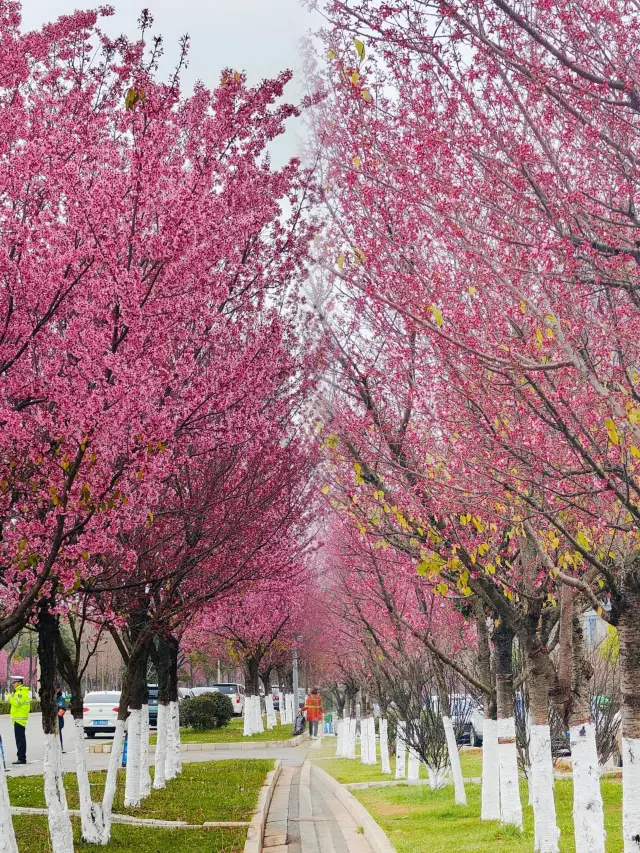 云南•昆明、冬桜が静かに咲き始めるのを感じてみてください！