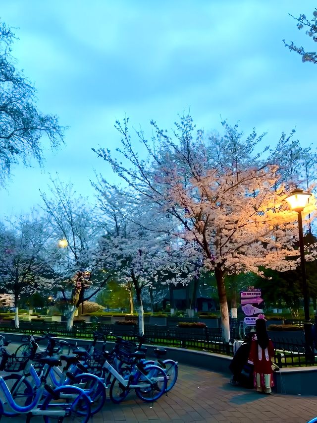 南京雞鳴寺櫻花旅遊攻略