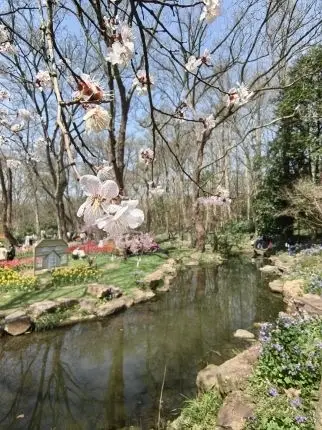 Enjoying the spring at Nanjing Zhongshan Botanical Garden