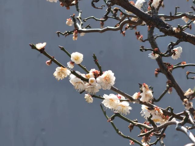 辰山植物園4-6月去更美哦！