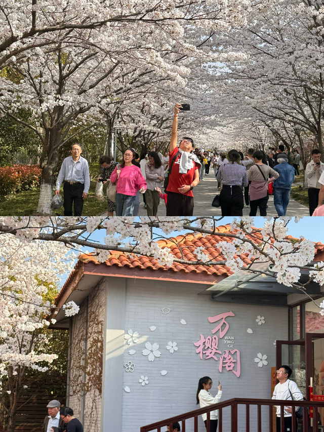 高東櫻花節，快來玩