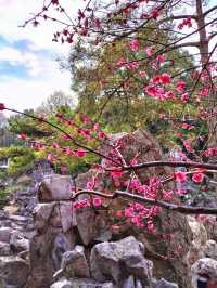 南京瞻園沉浸在幸福的春天裡