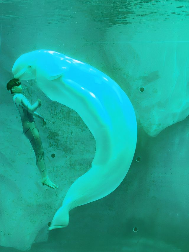 探索海洋奧秘，盡在上海海昌海洋公園