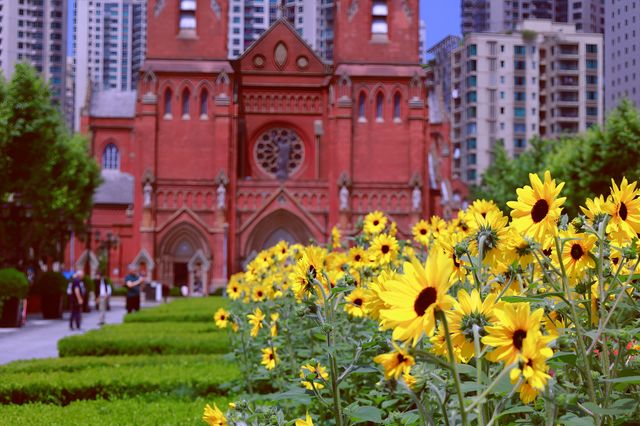 充滿向日葵的徐家匯天主教堂