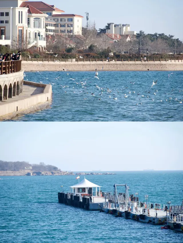 I went to Qingdao to feed seagulls in March