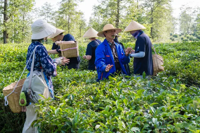 Tengchong's vast sea of tea