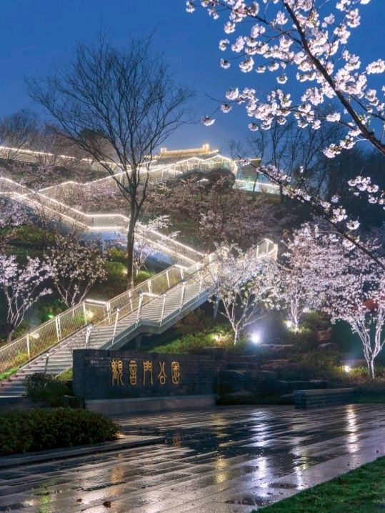 Jiming Temple and Cherry Blossom 🌸❤️