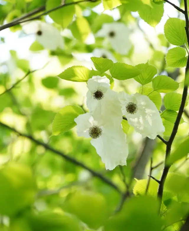 Once again, the flowers bloom in Dujiangyan | Admire the national treasure plant Davidia involucrata blossoms~