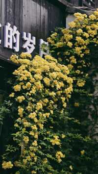 無錫的神秘花園：黃木香瀑布與吟園