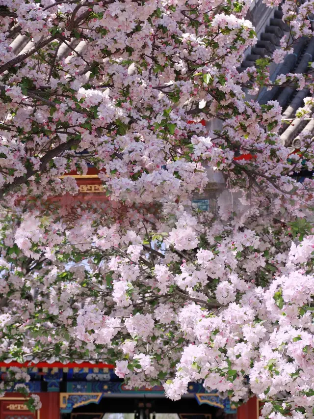 北京｜春休みに恭王府の海棠の花の絶美を感じてみてください