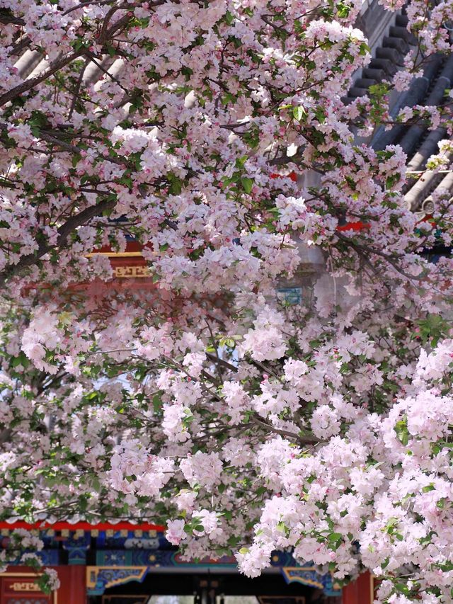 北京｜一半春休感受恭王府海棠花的绝美