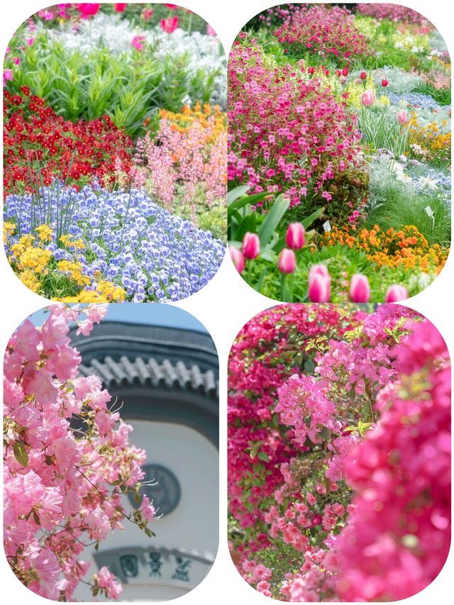 春日探花記：上海植物園的花海漫步！