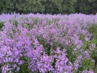 三門峽黃河邊上開滿紫花的公園