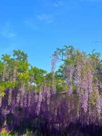 嘉定紫藤園|一簾簾紫色花瀑，詩意了四月天