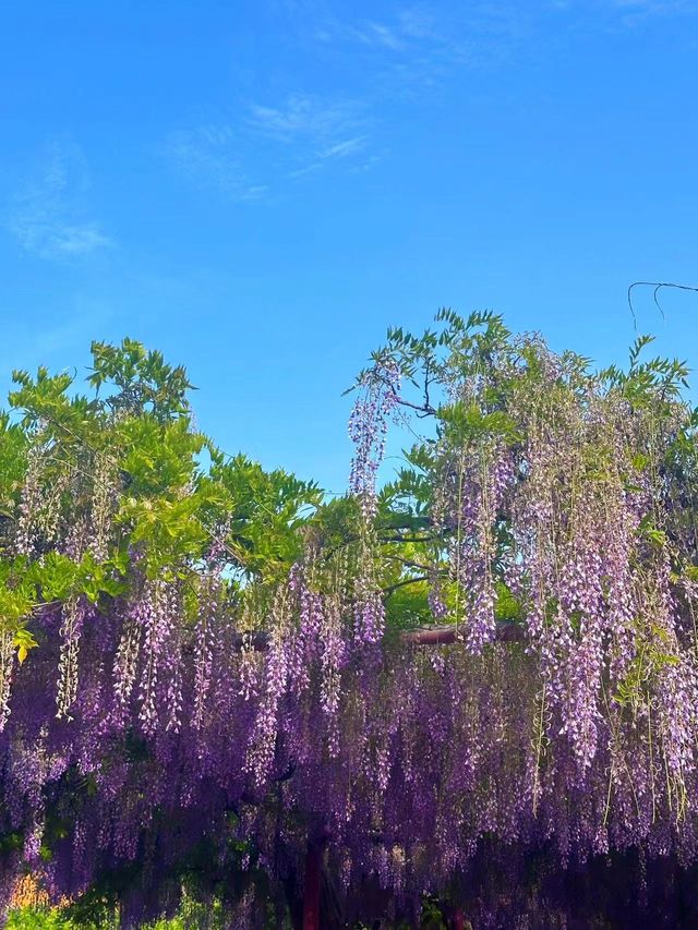 嘉定紫藤園|一簾簾紫色花瀑，詩意了四月天