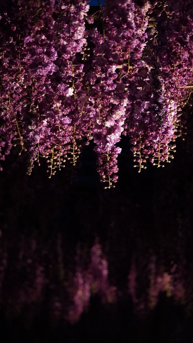 【春日尋芳】足利花卉公園：醬紫稀缺的八重藤你見過嗎？