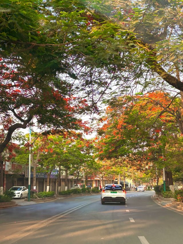 攀枝花｜蘇鐵中路鳳凰花