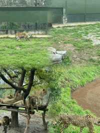 上海野生動物園最全攻略