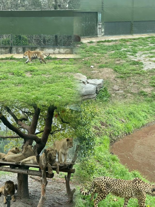上海野生動物園最全攻略