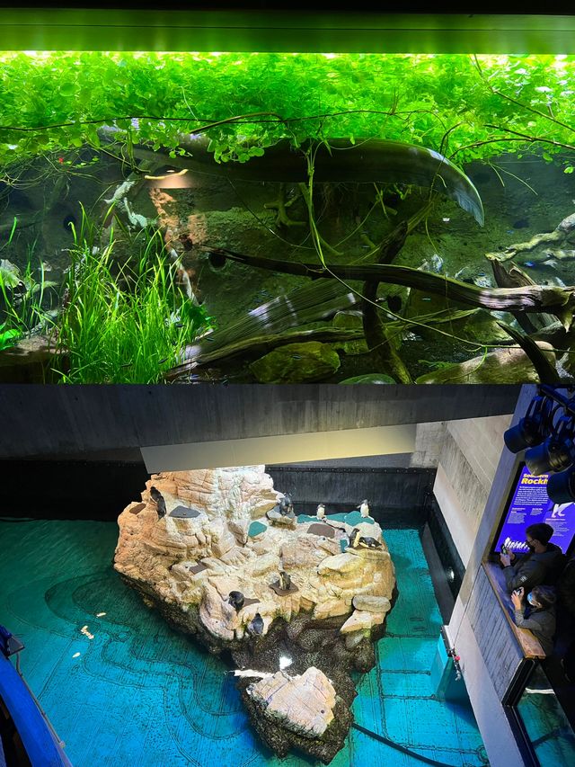 波士頓新英格蘭水族館體驗