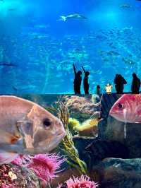 波士頓新英格蘭水族館體驗