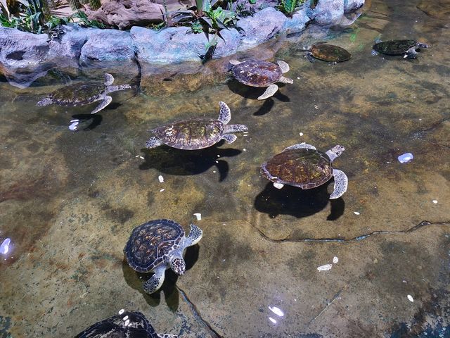 北海市海底世界海洋館與老街