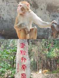 聊城周邊陽谷一日遊:景陽岡風景區→獅子樓