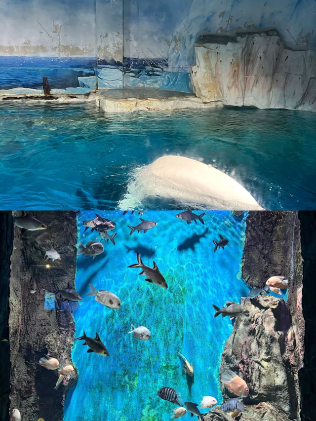 長沙海底世界。