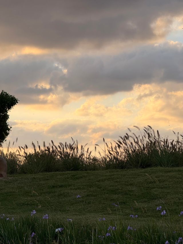 濱江森林公園的粉色夢境，秋日裡的浪漫詩篇。