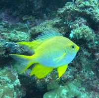 Under the sea at Doljo Beach