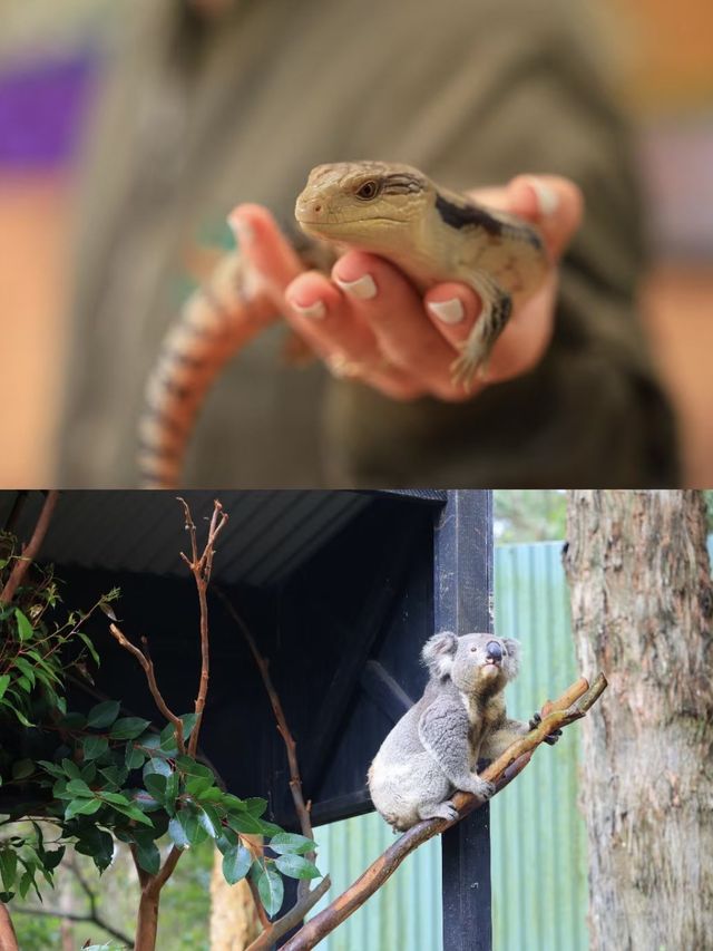 澳大利亞·悉尼  爬行動物公園遊玩攻略。
