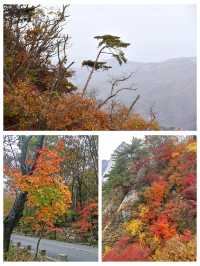 丹東鳳城鳳凰山，秋賞紅葉漫山遍野，層林盡染色彩斑斕。
