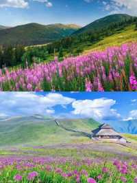 貴州屋脊上的夢幻花海——韭菜坪。
