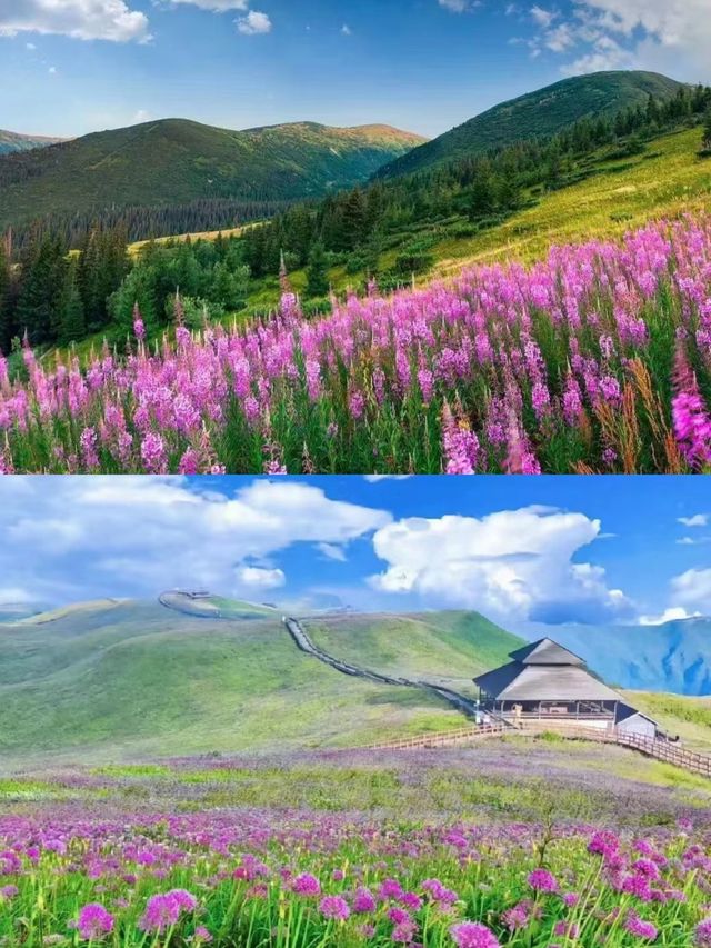 貴州屋脊上的夢幻花海——韭菜坪。