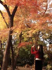 先看大雁塔紅楓，再看千年古銀杏樹吧。