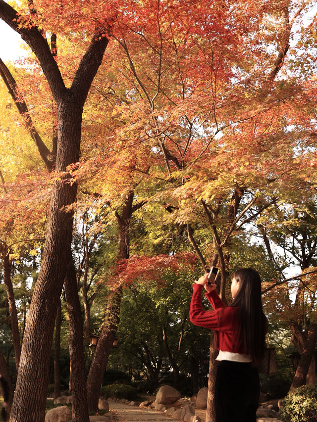 先看大雁塔紅楓，再看千年古銀杏樹吧。