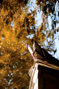 婺源分源——大余灣晒秋。