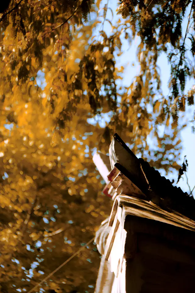 Wuyuan Fenyuan - Dayuwan Autumn Sun-drying Harvest.