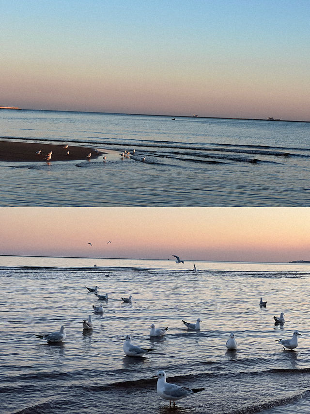 𓅯ˎˊ 秋冬的小島 —— 在海邊「餵海鷗」 。