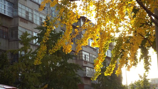 大觀河畔邂逅一座拱橋和一場秋季美景。