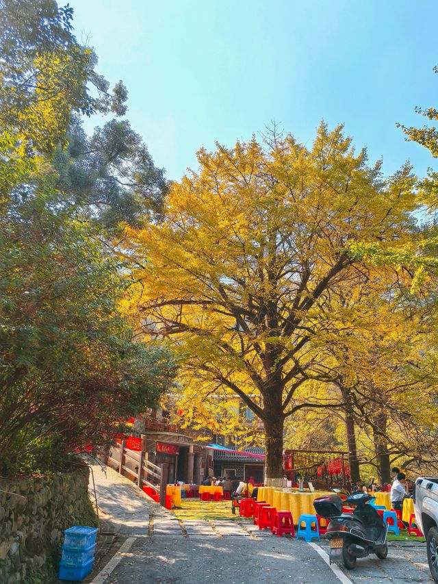 深秋走進桐子坳，滿山盡帶黃金甲。