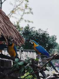 南通 | 森林野生動物園   非常適合帶小朋友。