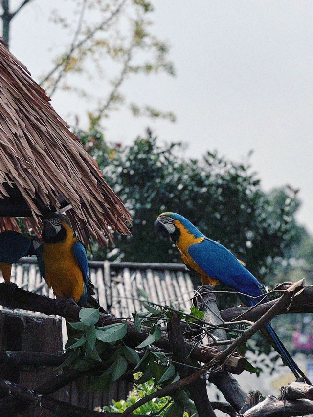 南通 | 森林野生動物園   非常適合帶小朋友。