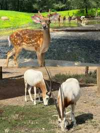 迪拜野生動物園打卡（附詳細攻略）。